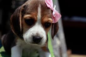 Ce trebuie sa stii despre menstra la catele?